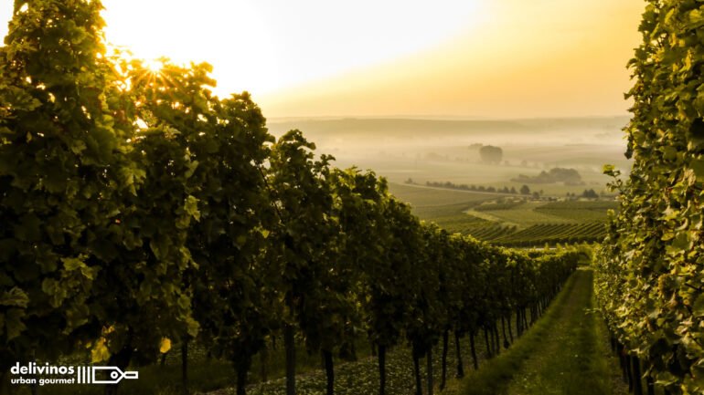 Regiones vinícolas más importantes del mundo
